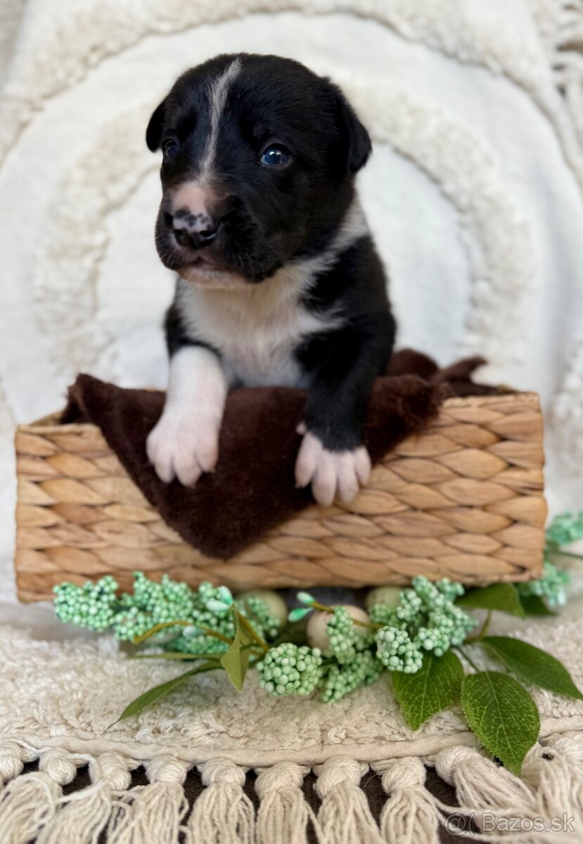 Border kolia s PP - 4