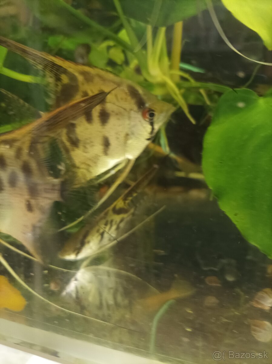 Predám leopardie skalare - 4