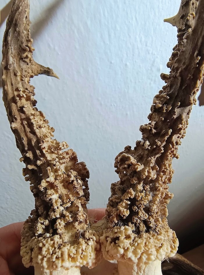 Trofej trofeje parohy parožie zhody.,.,. - 4