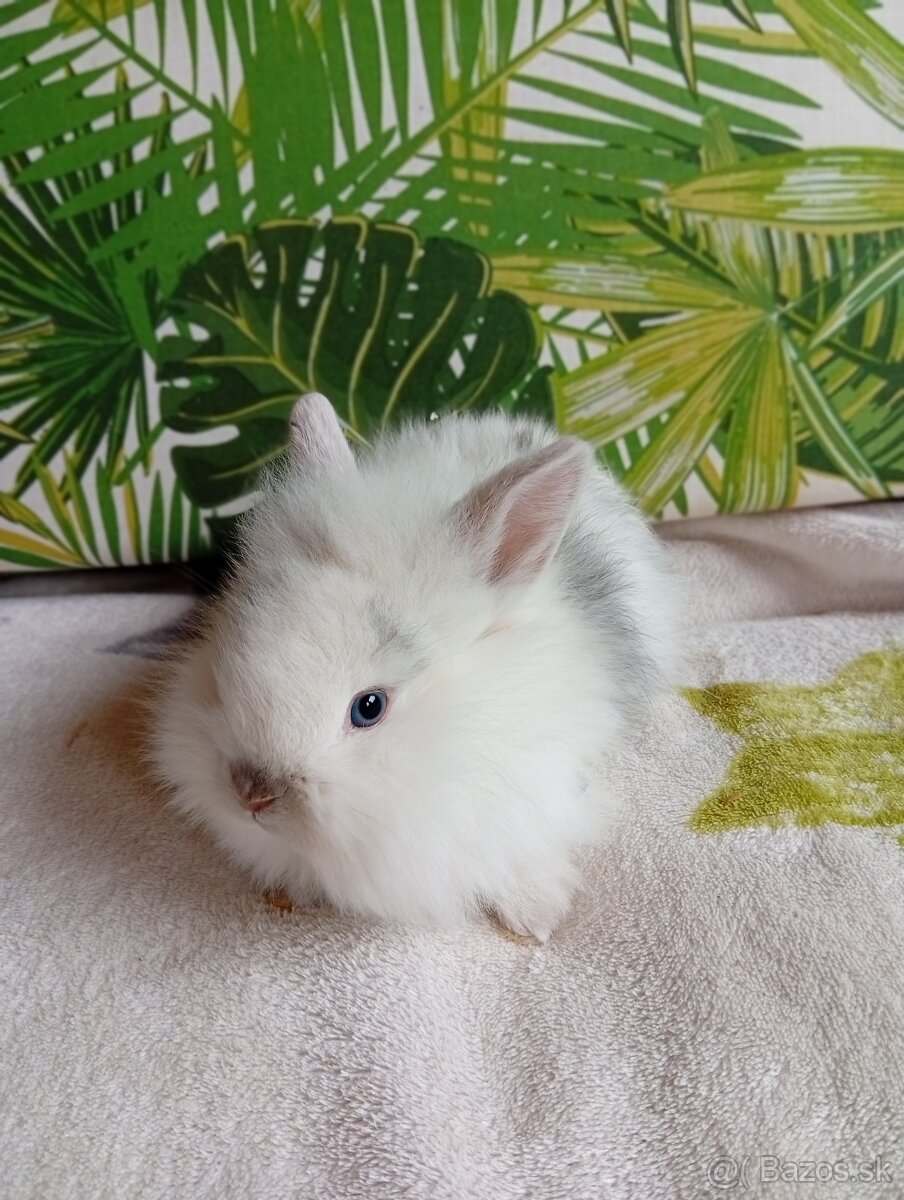 Zdrobnené zakrslé zajačiky - 4