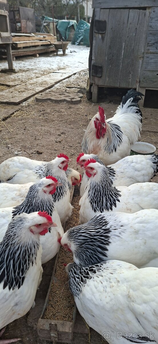 Nasadove vajíčka - 4