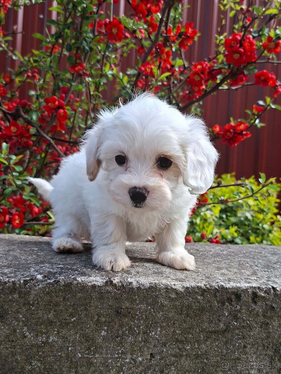 Maltipoo - 4