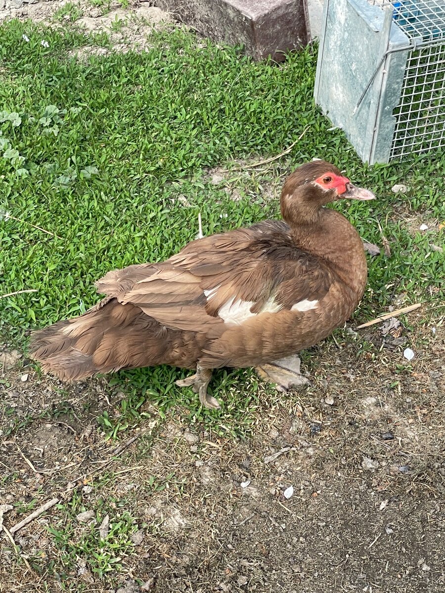Pizmove kacky - 4