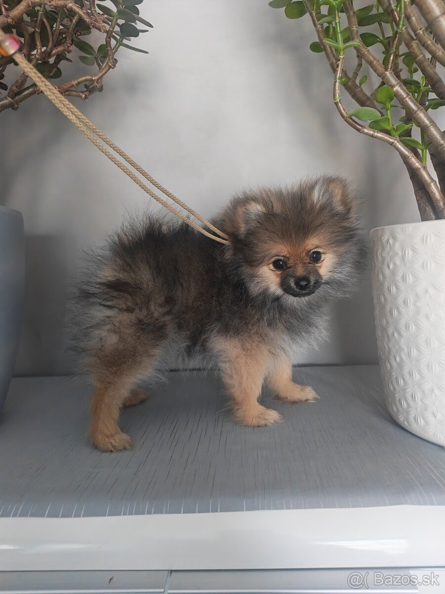 Pomeranian.. - 4