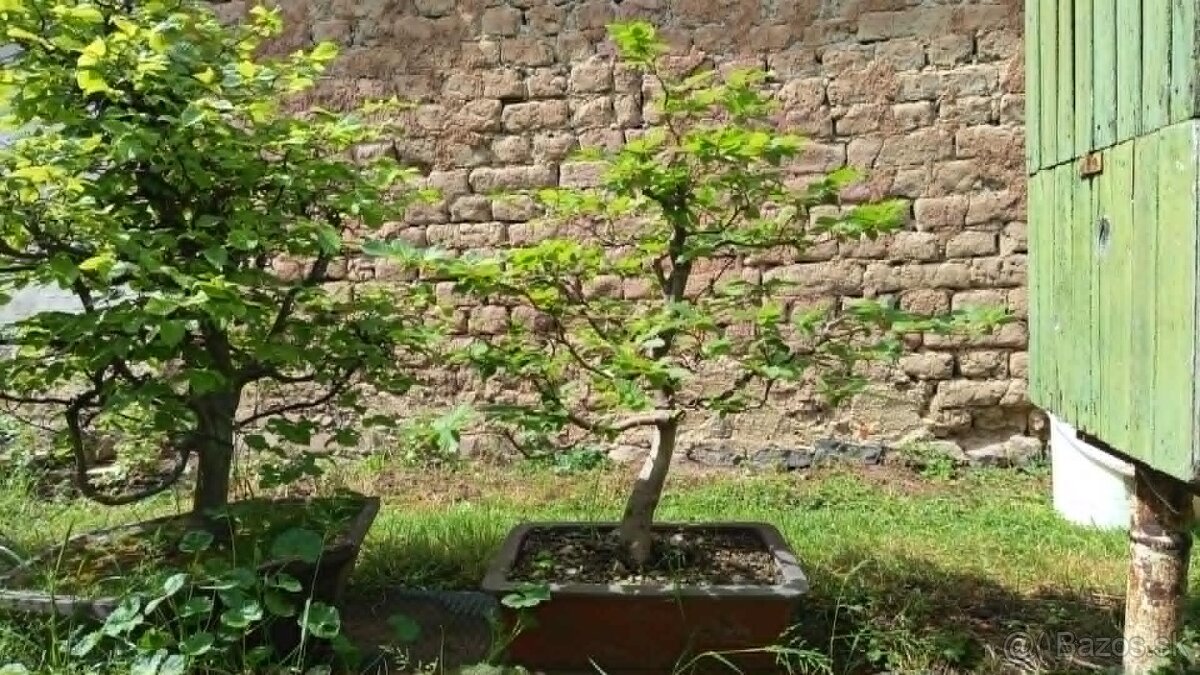 bonsai,bonsaj-hrab 34 - 4