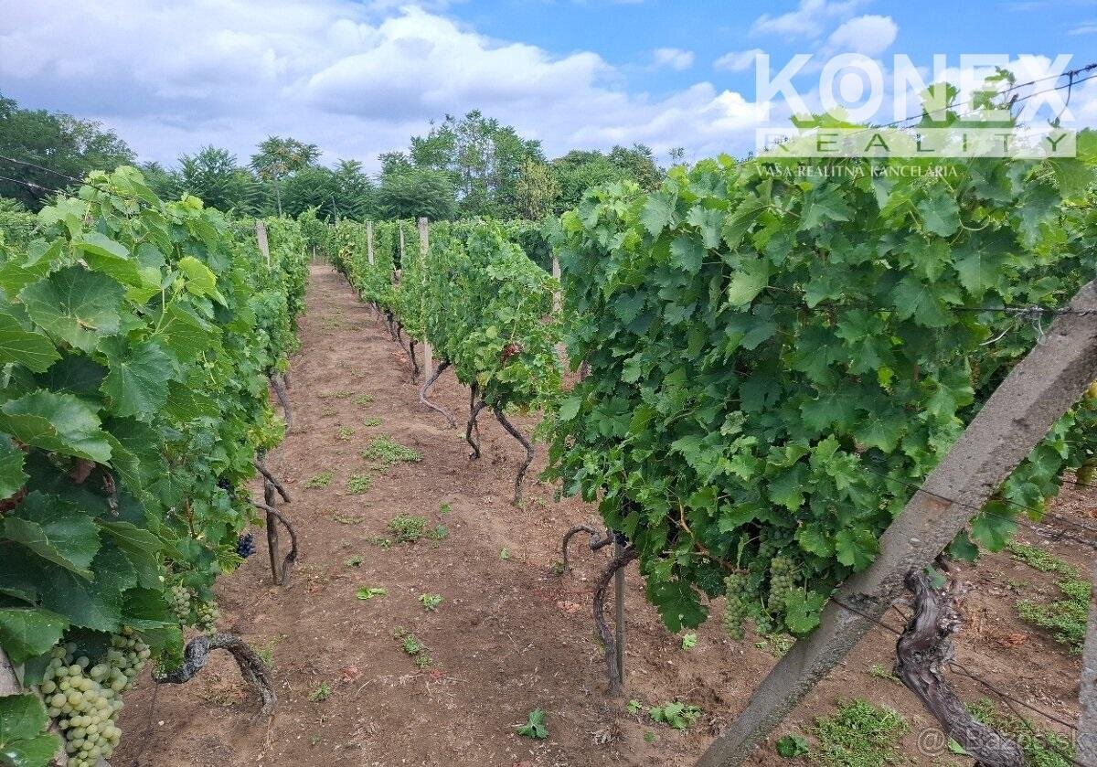 ID-4650 NA PREDAJ Vinohrad - STREDA NAD BODROGOM - 4