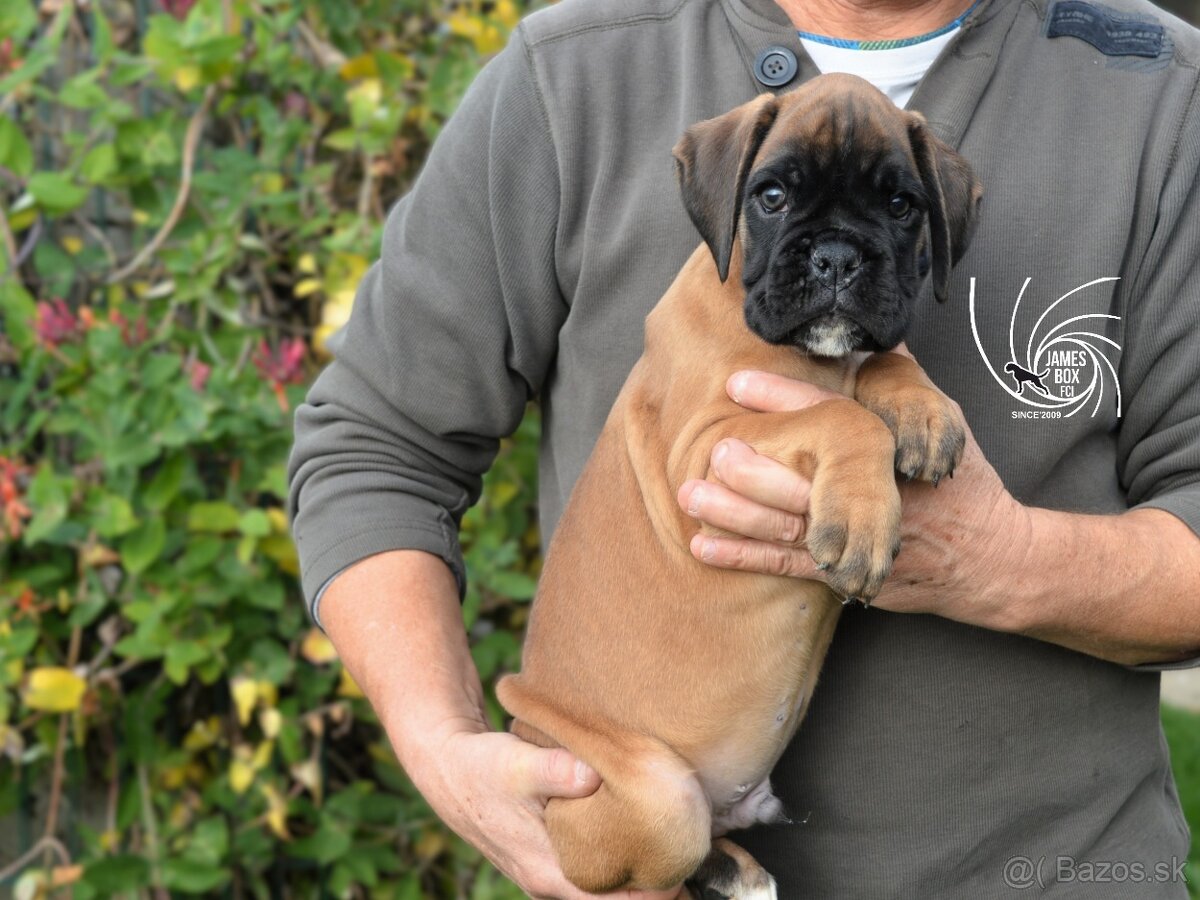 Nemecký boxer- psík s PP - 4