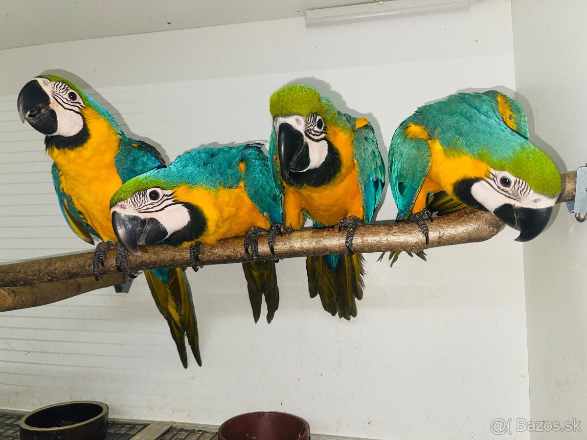 💛💙💛💙mláďatká Ara Ararauna 💛💙💛💙 - 4