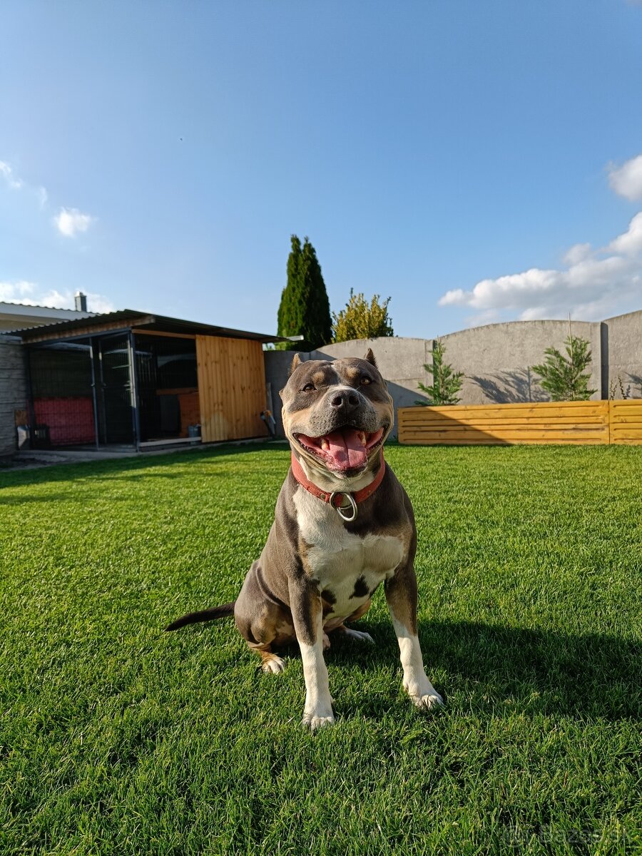 Americký stafordšírsky terier - krytie - 4