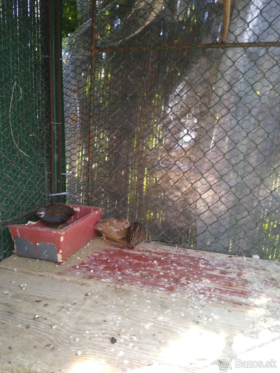 Predám prepelice činske - 4