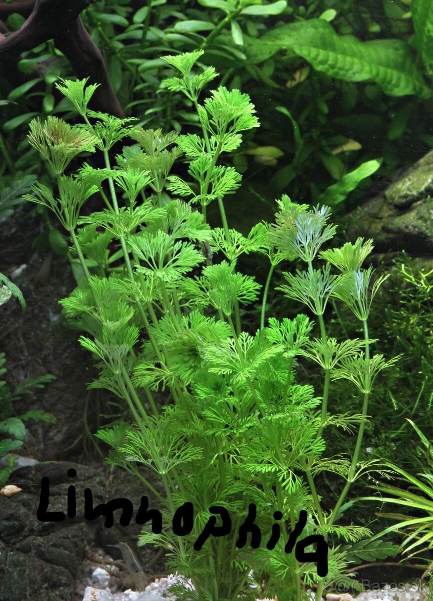 Predám pekné akvarijne machy - 4