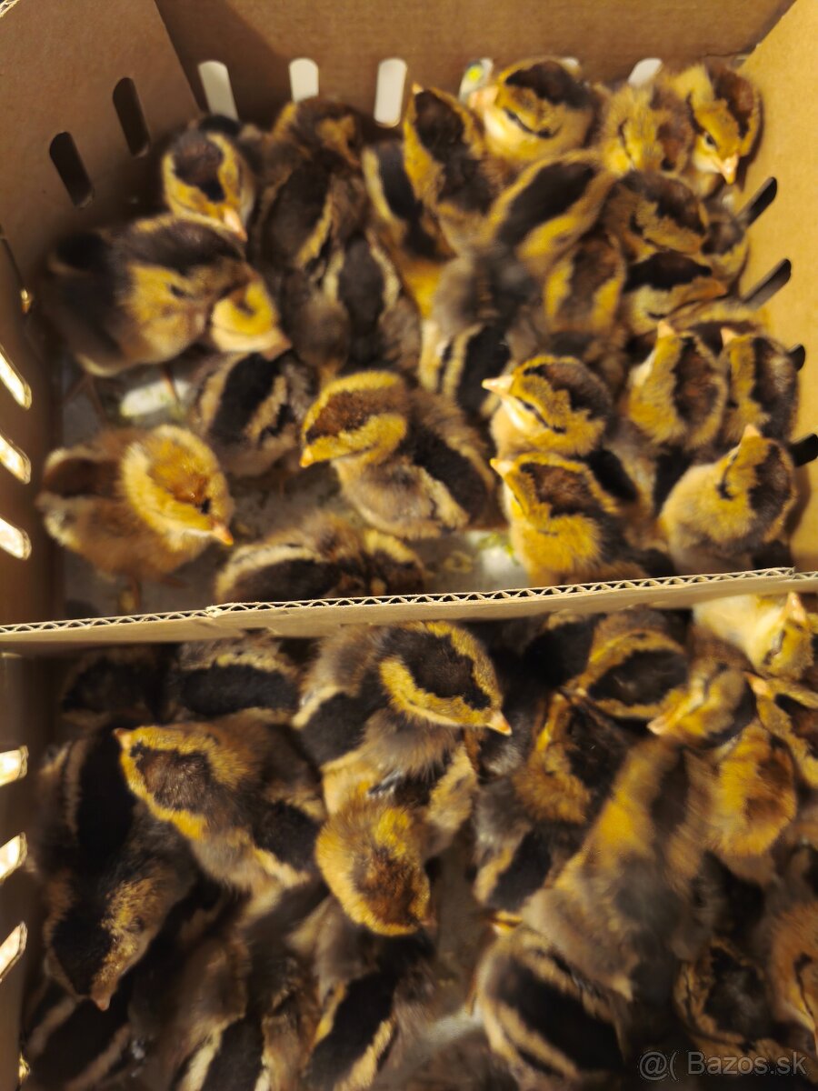 Kuričky DOMINNAT - 4