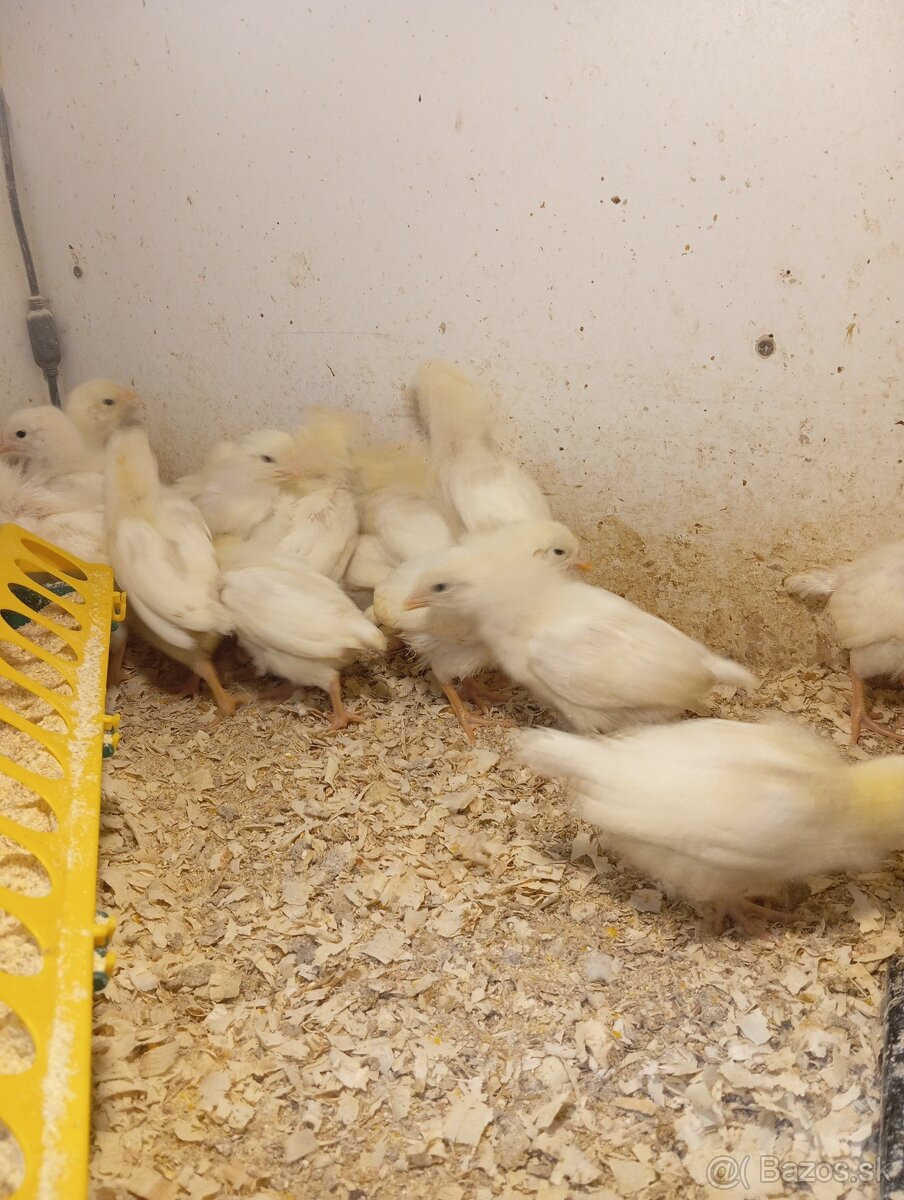 Leghorn, Vlaška jarabičia - 4