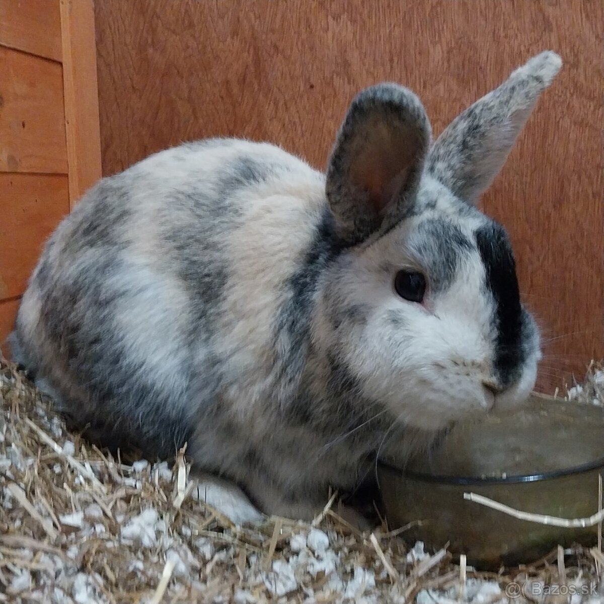 Predám zakrslého králika - 4