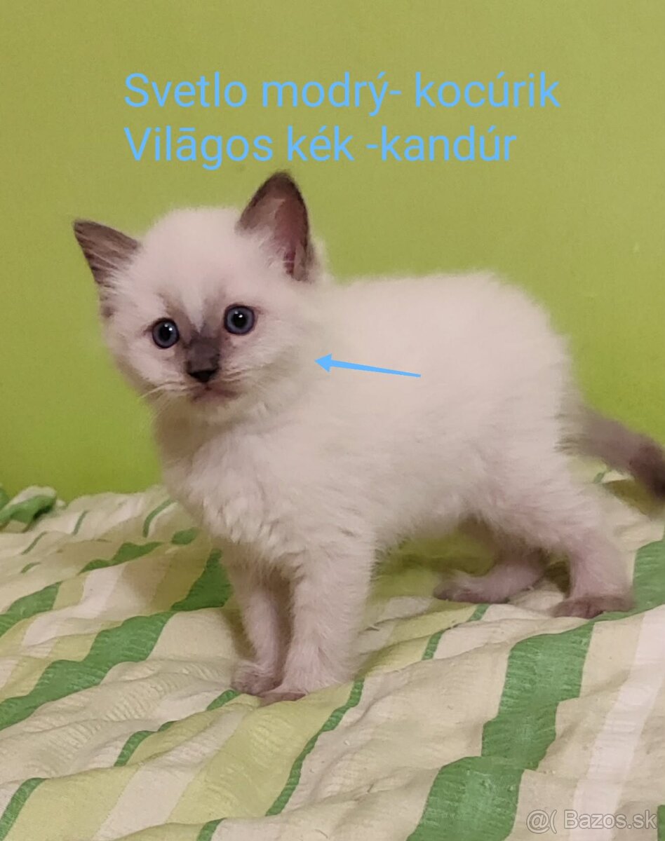Ragdoll mačičky bez PP - 4