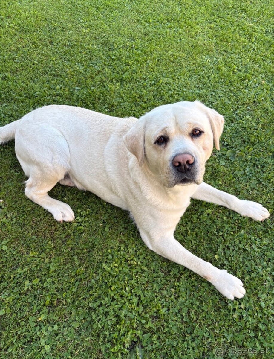 Labrador s PP na krytie - 4