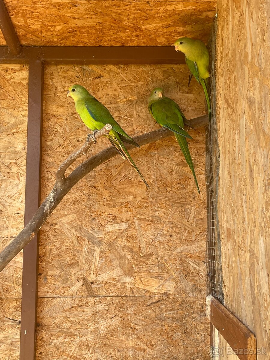 Papagaje - 4