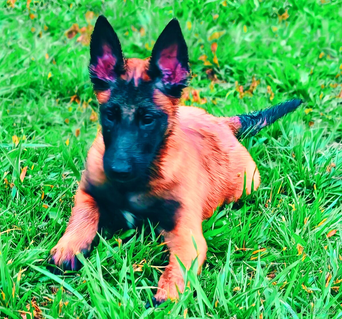 Belgický ovciak malimois - 4