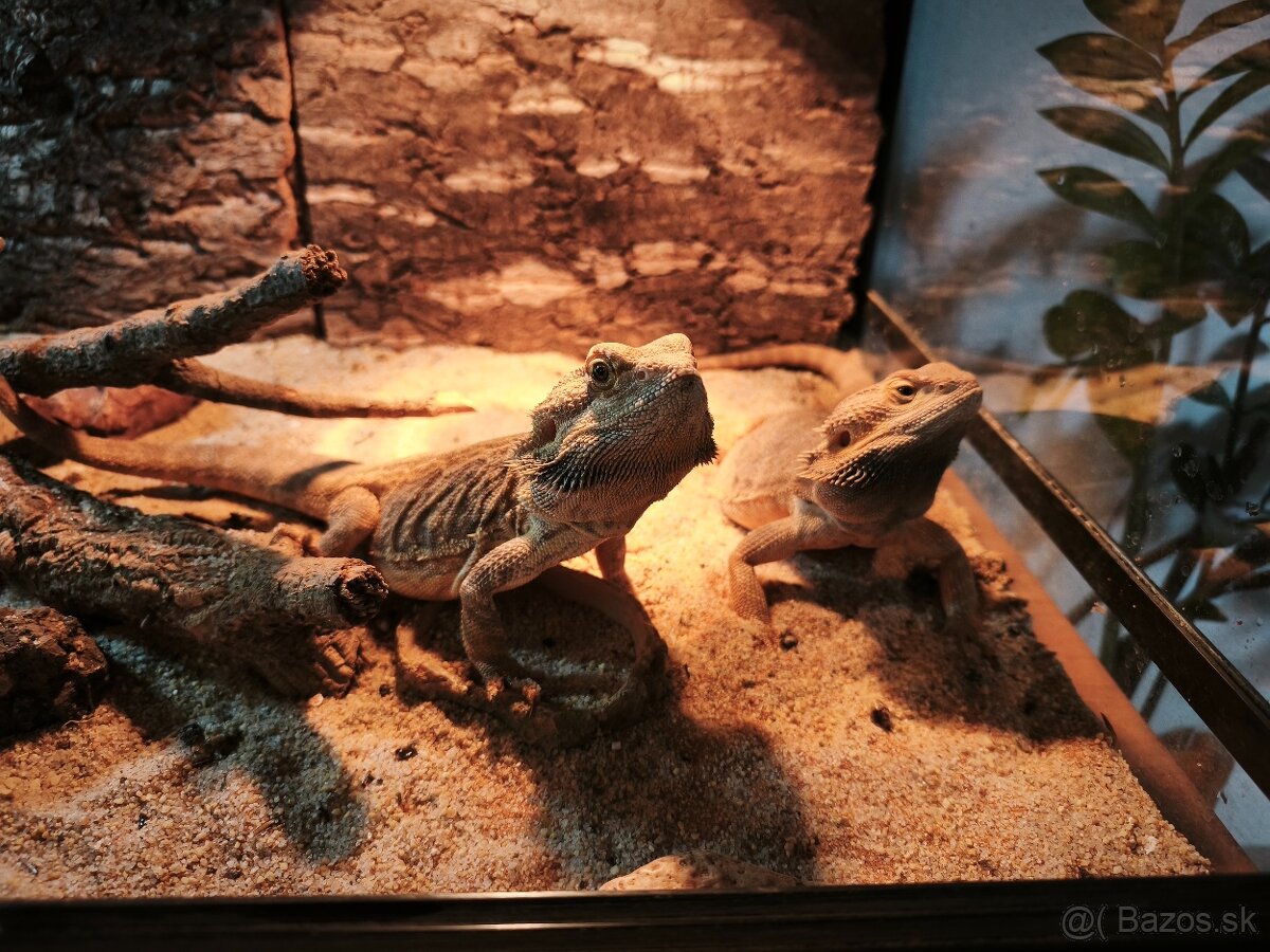 Predám terárium a párik agám bradatých. - 4