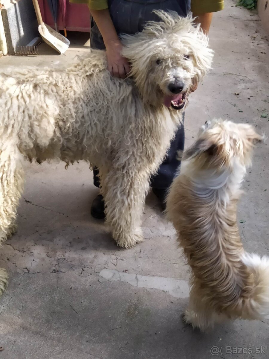 KOMONDOR ŠTENIATKA - 4