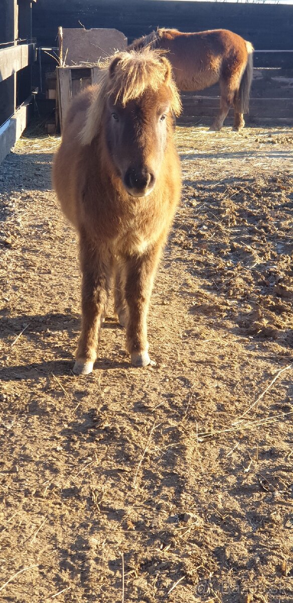 Predam shetlad ponika - 4