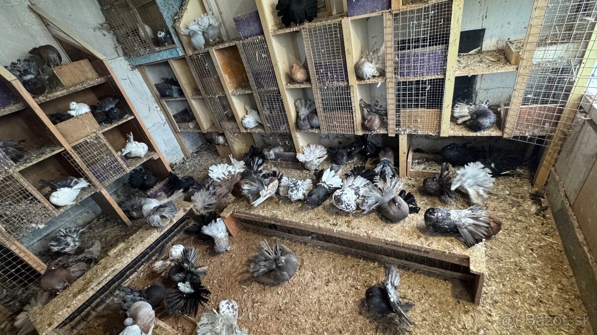 Holuby - Páviky - 4