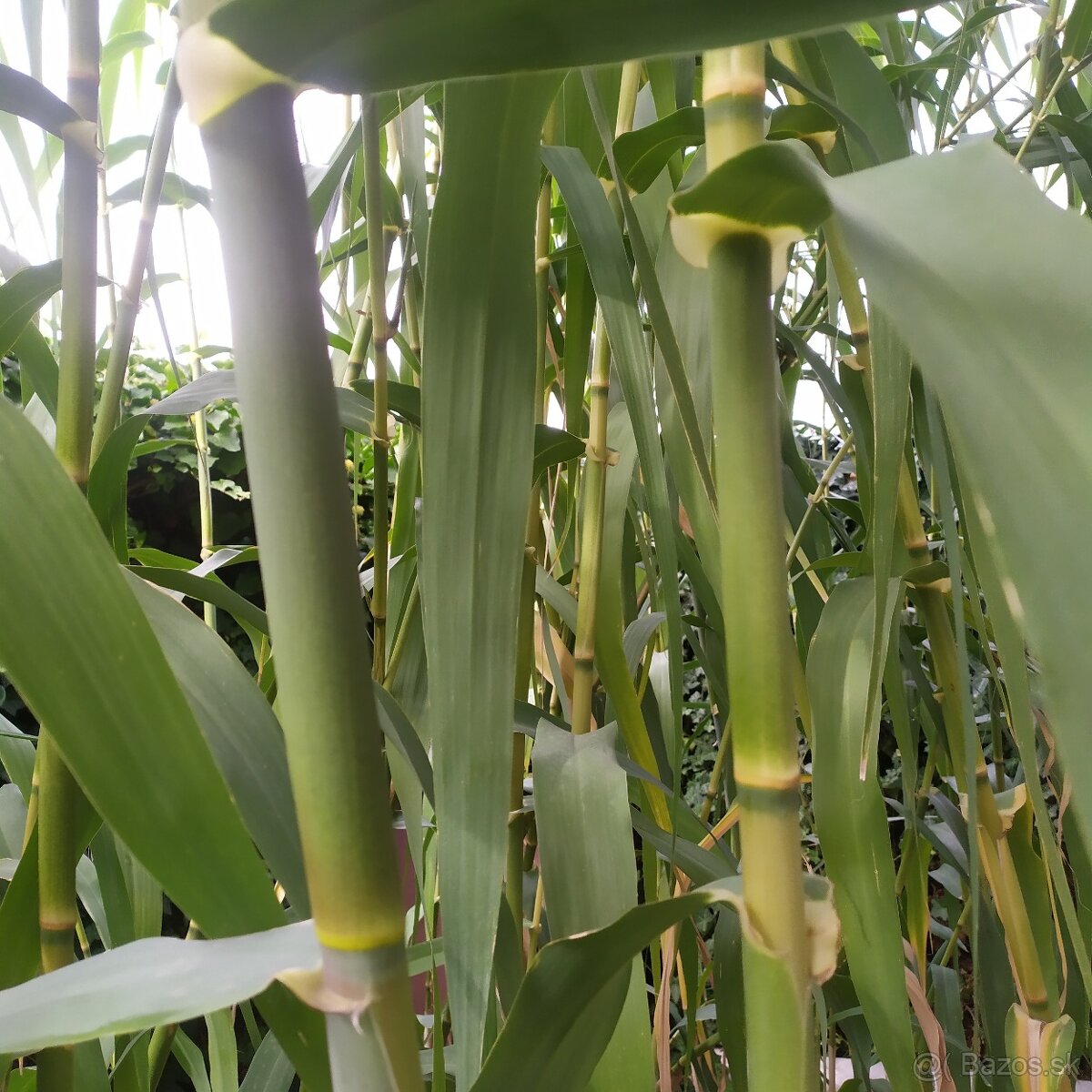 Predám BAMBUS, Bambusovú hľúzu - 4