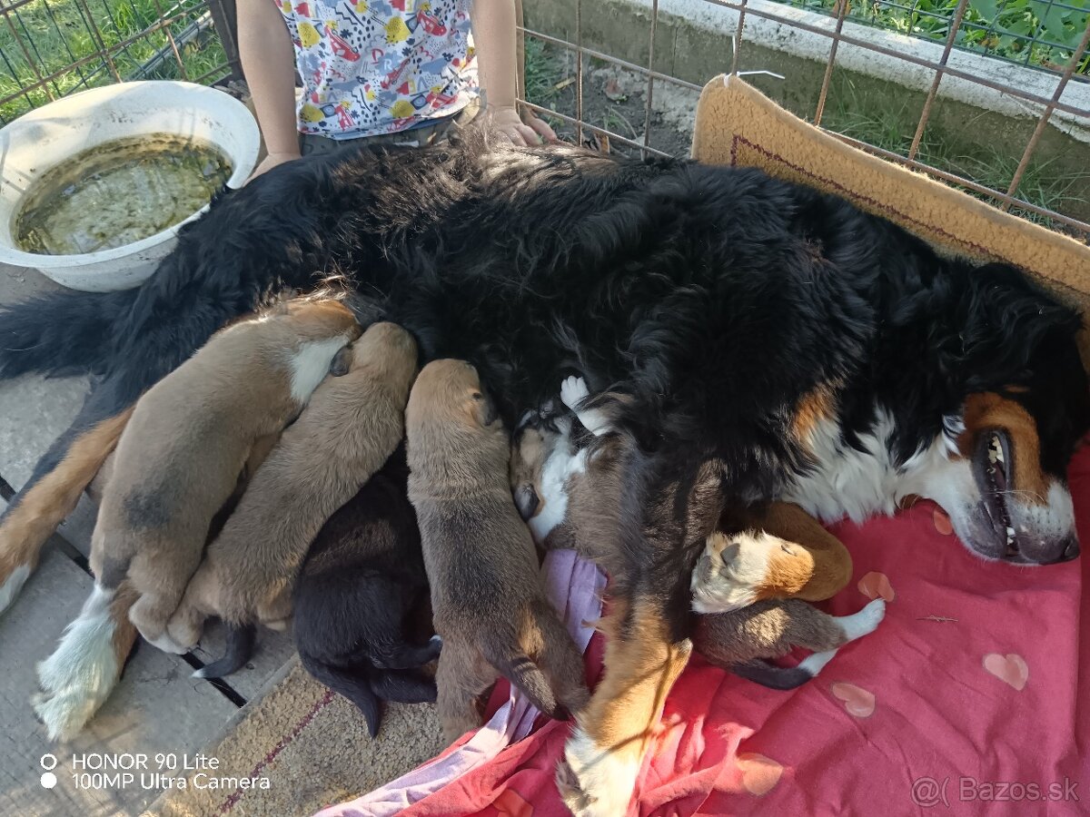 Šteniatka - mama Bernský salašnícky pes - 4