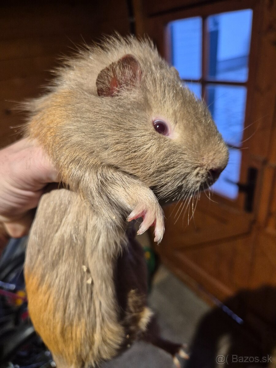 Mosrké prasiatko+voliéra - 4