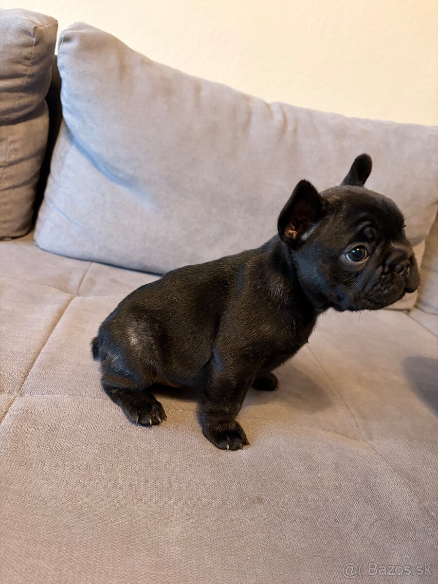 Francúzsky buldoček - 4