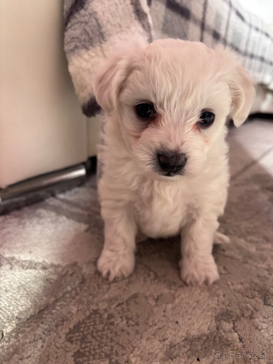 Maltézsky psík - 4