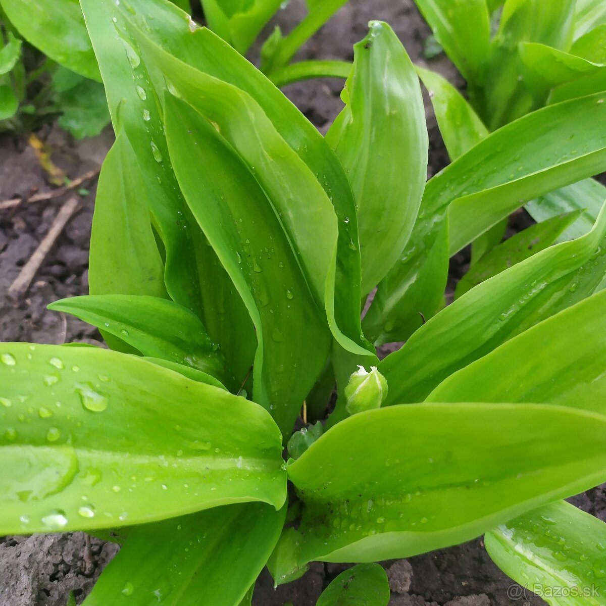 Predám MEDVEDÍ CESNAK - 4