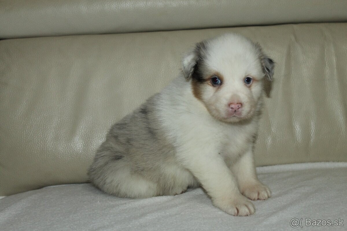 Austrálsky ovčiak sučka - 4