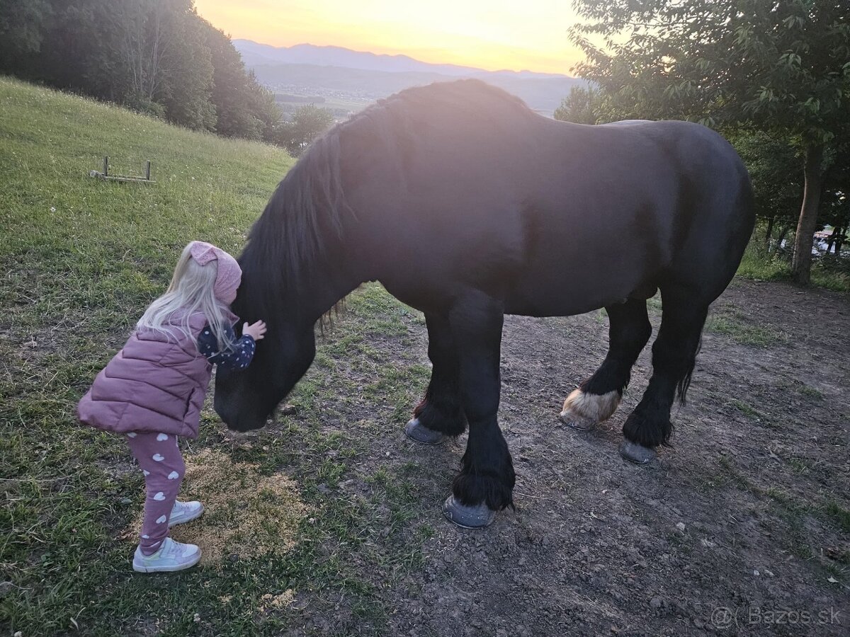 Predám ťažného Žrebca - 4