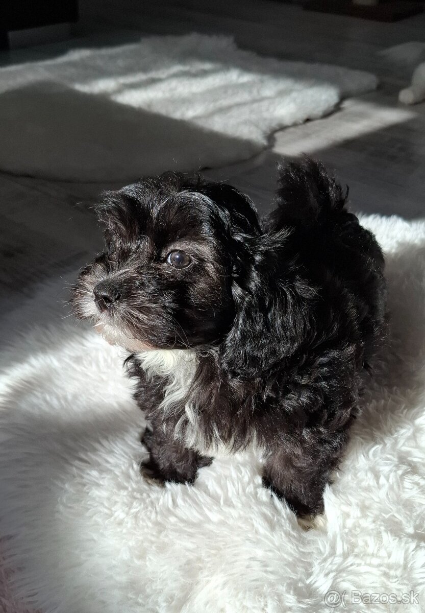 Maltipo,Maltipoo - 4