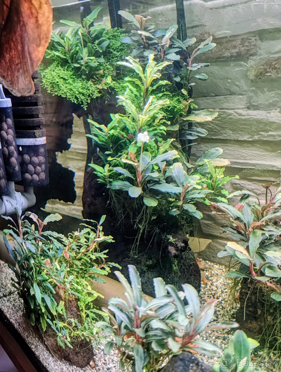 Predám rastlinky Bucephalandra - 4