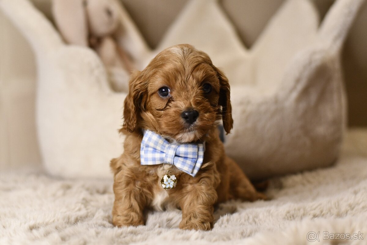 Cavapoo F1 psík hľadá milujúci domov - 4