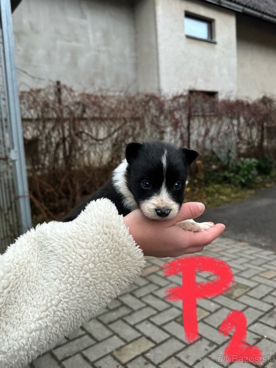 Predám border kólia šteniatka - 4