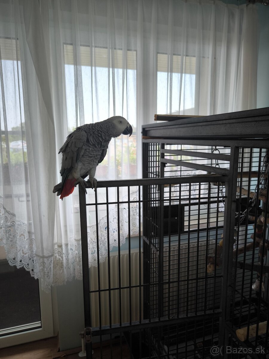 Žako papagáj šedý - 4