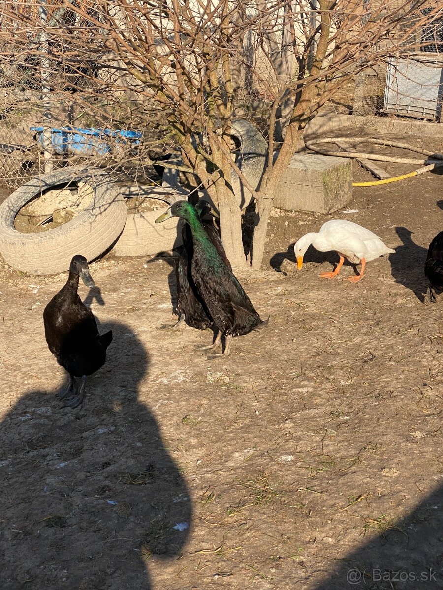 Predám káčerov IB - 4