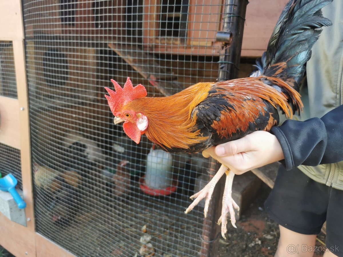 Liliputy kohúty - 4