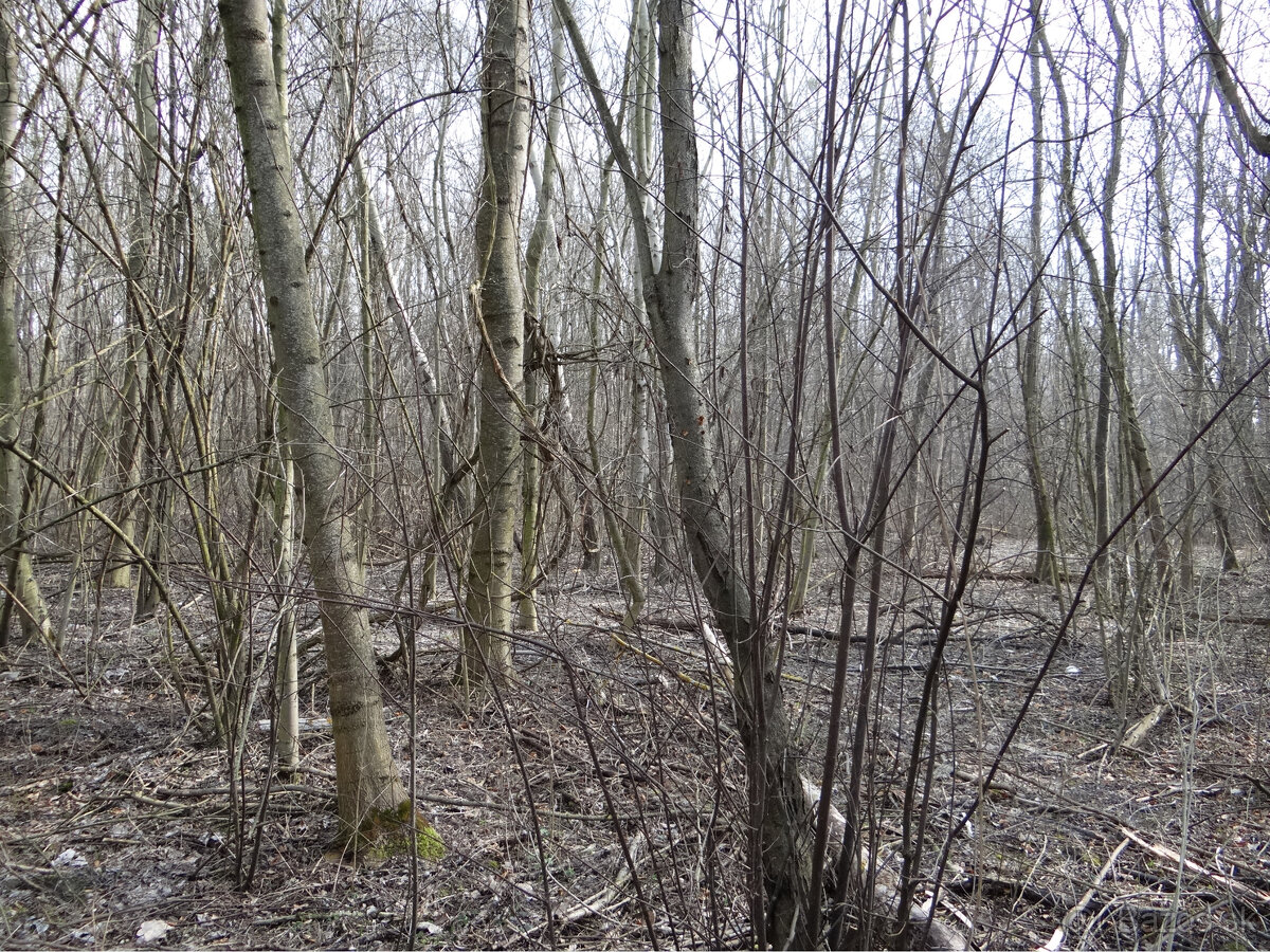 NOVÁ CENÁ GABČÍKOVO - NA PREDAJ rekreačný a lesný pozemok - 4