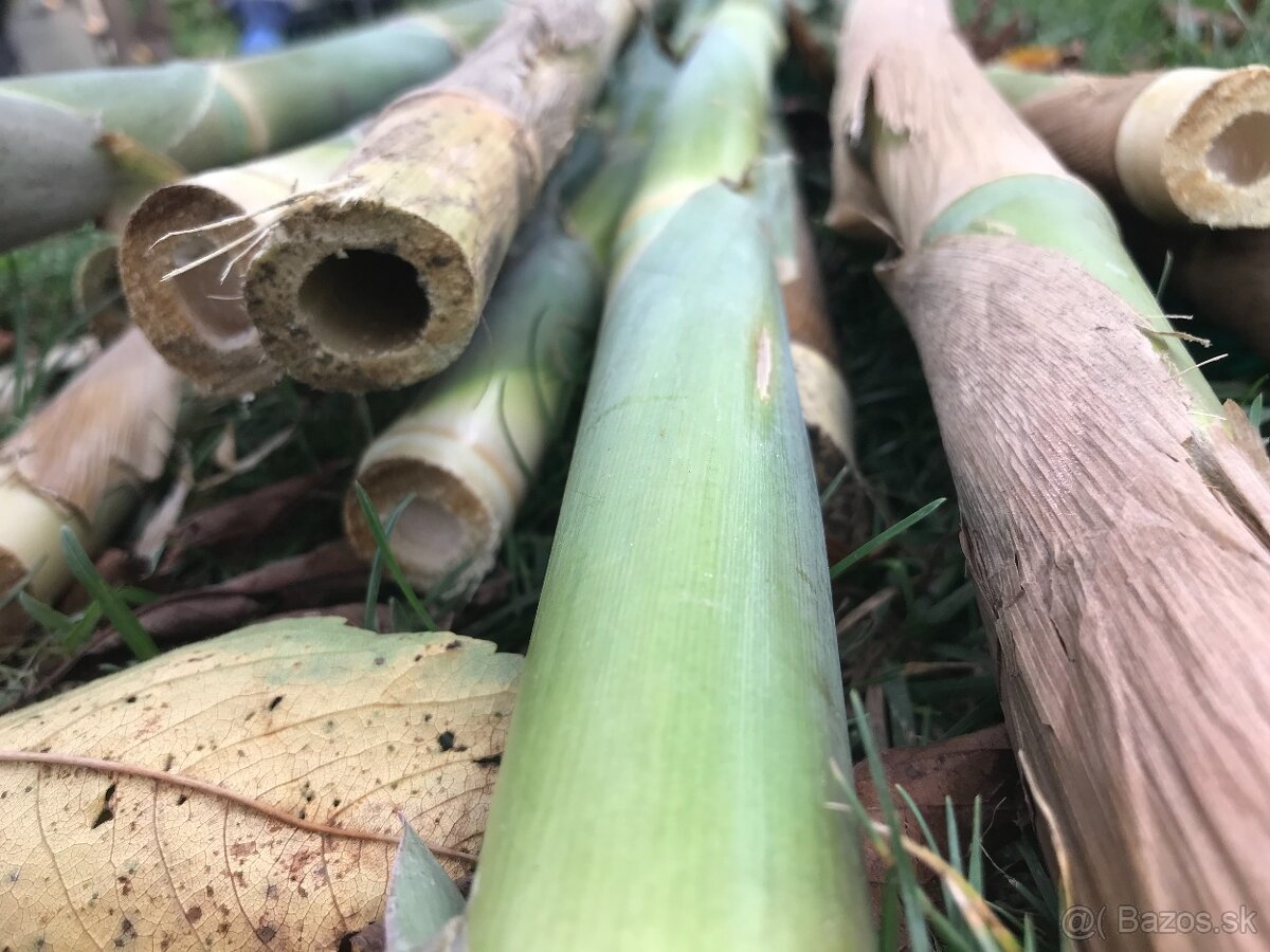 Predám BAMBUSOVÉ STONKY,TYČE - 4
