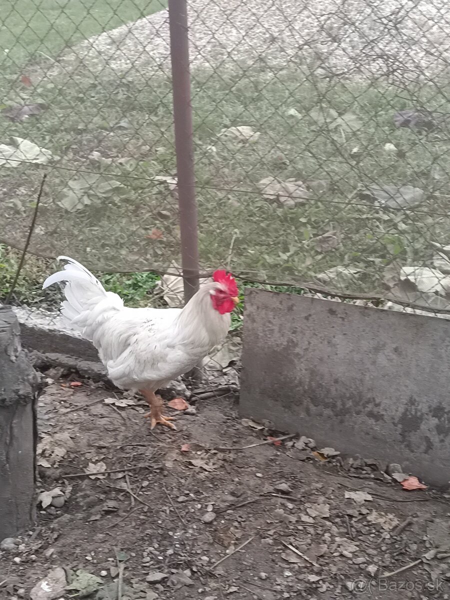 Kohúty - gazdovský mix - 4