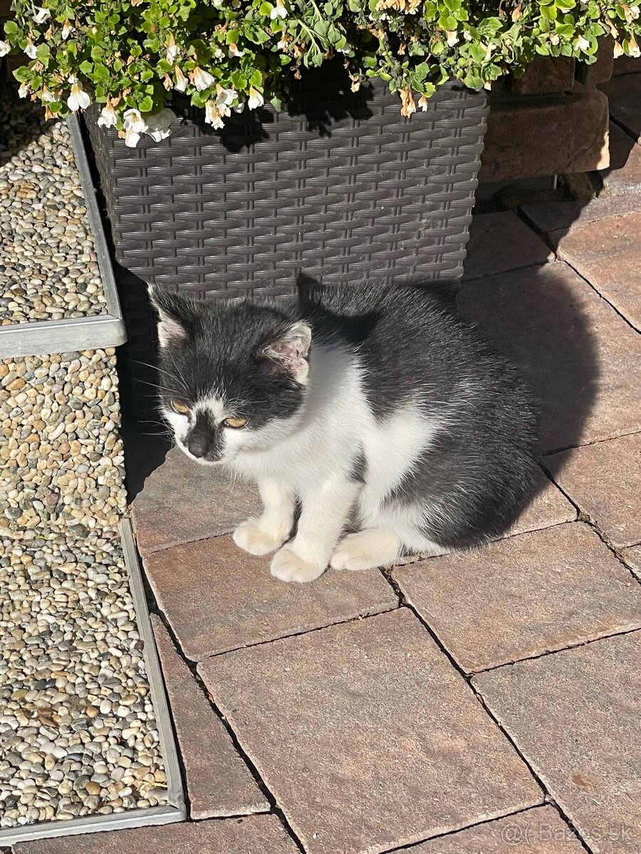 Darujem čiernobiele mačiatko - 4