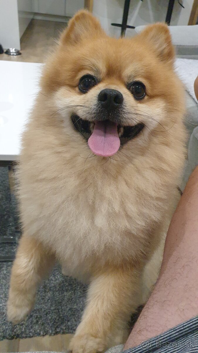 Pomeranian na krytie - 4