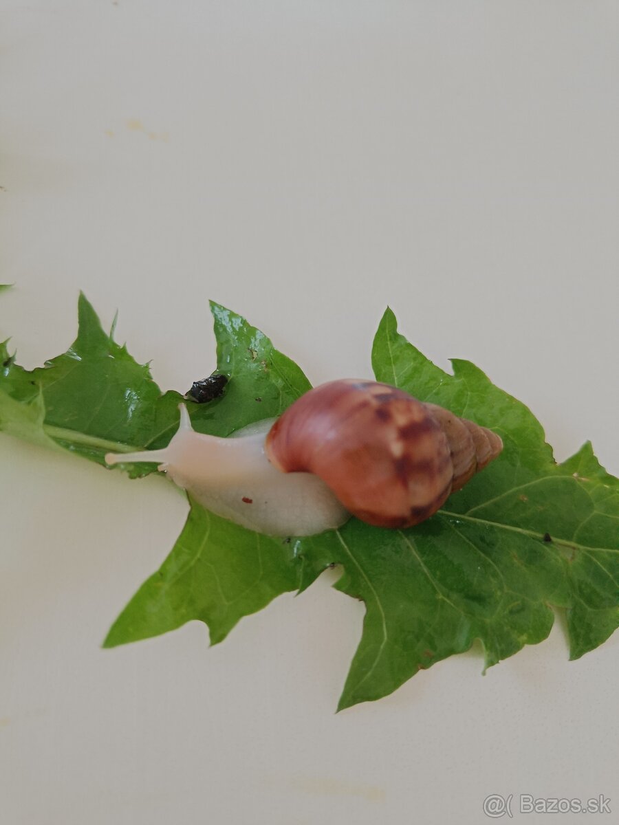 Slimák africký - 4