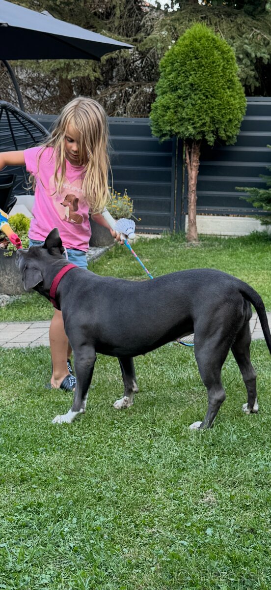 Americký stafordšírsky teriér - 4