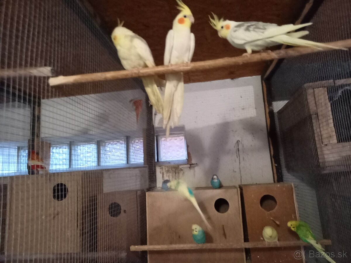 Predám Korely, Andulky - 4