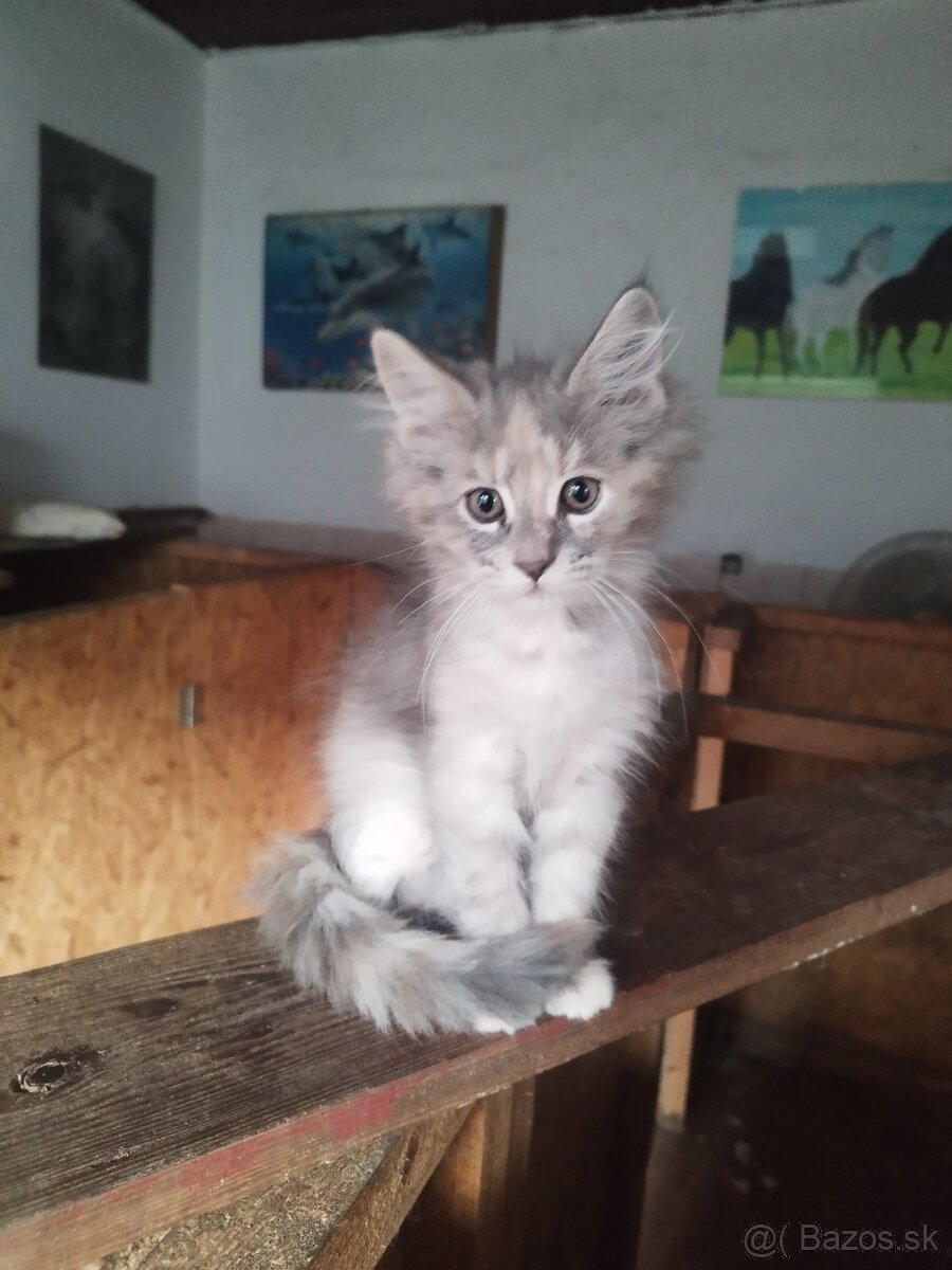 Mainska mývalia mačka - 4